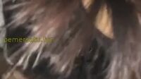 Talent Franch Abg 18Yo Sepong Kontol Sambil Mainin Lidah
