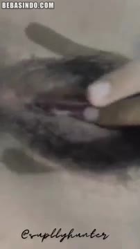 Bokep indo miftahul husna ti ...