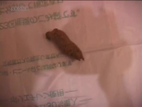 日本女孩拉屎。业余视频 #日本 #日本妞 #拉屎 #吃屎 @shitlot