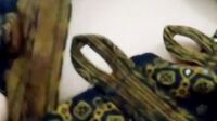 Hijaber Ownycann Suka Colmek Bugil (95)