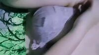 Dewi Hijab Merah Abg 18Yo Omek Dientot (17)